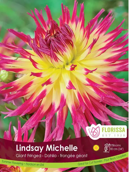 Dahlia Lindsay Michelle Bulbs