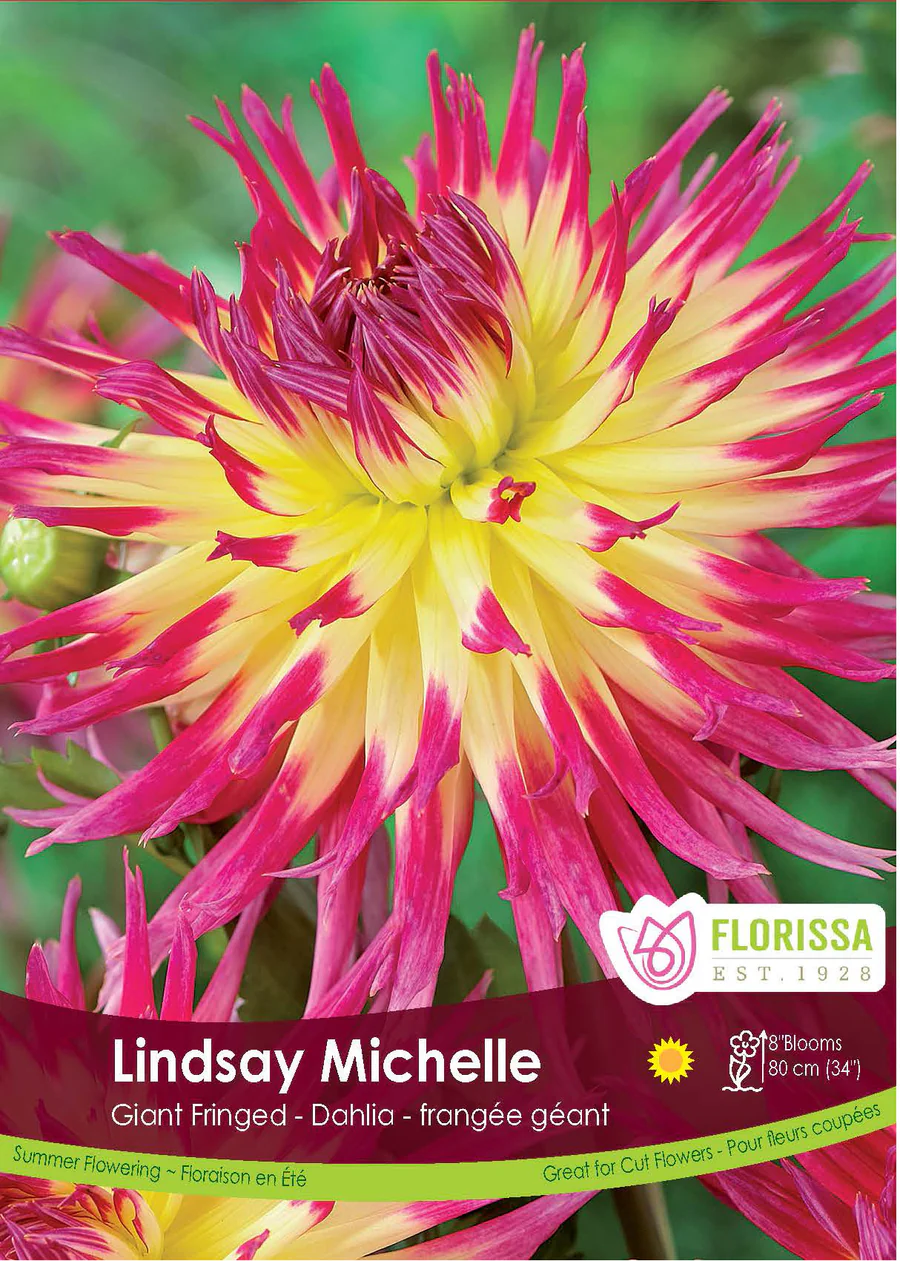 Dahlia Lindsay Michelle Bulbs