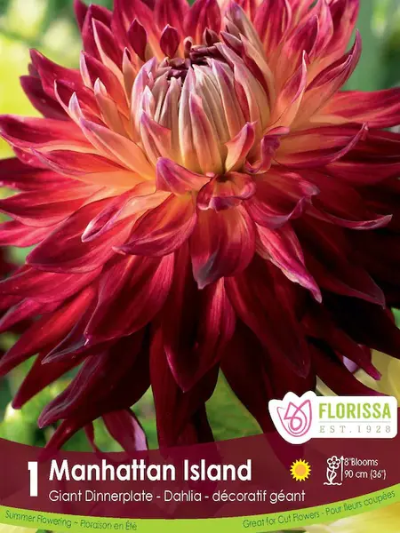 Florissa Dahlia Manhattan Island Bulbs