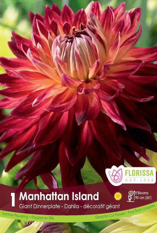 Florissa Dahlia Manhattan Island Bulbs