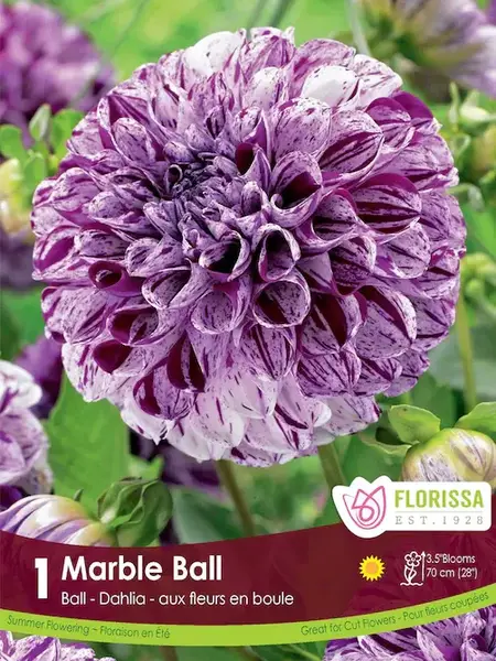 Dahlia Marble Ball