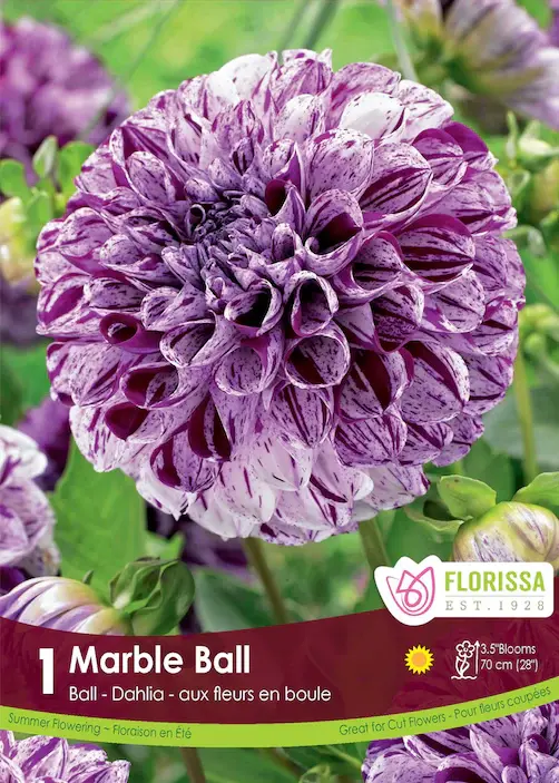 Dahlia Marble Ball