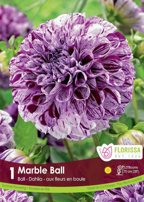 Dahlia Marble Ball