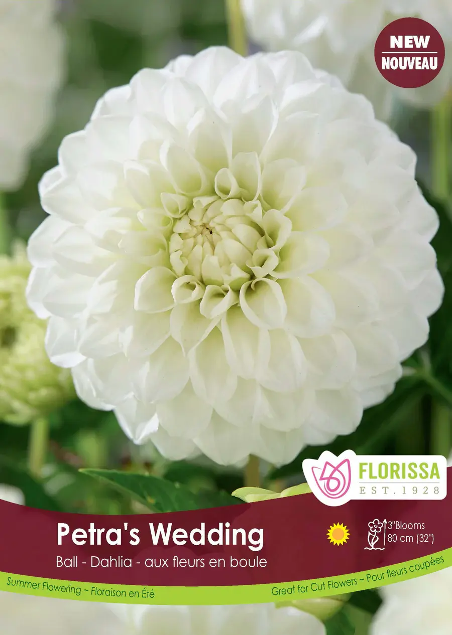 Florissa Dahlia Petra's Wedding Ball