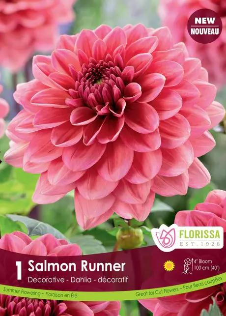 Florissa Dahlia Salmon Runner