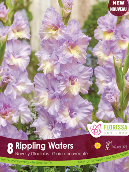 Florissa Gladiolus Rippling Waters