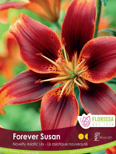 Lily Asiatic Forever Susan Package