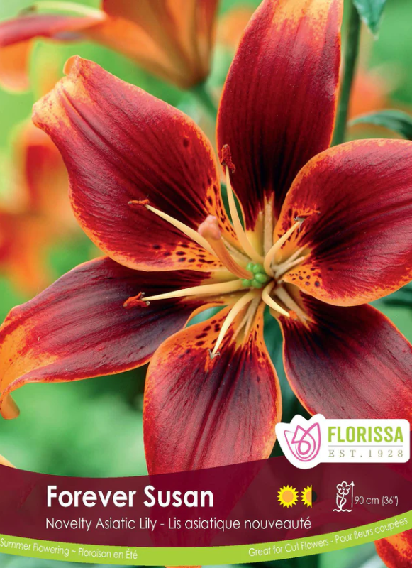 Lily Asiatic Forever Susan Package