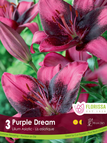 Lily Asiatic Purple Dream Package