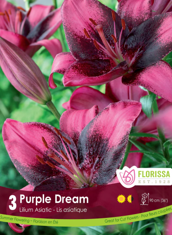 Lily Asiatic Purple Dream Package
