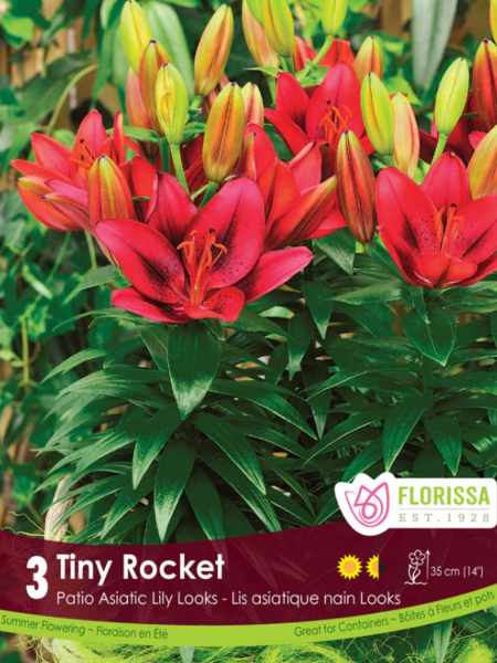 Florissa Lily Pot Tiny Rocket