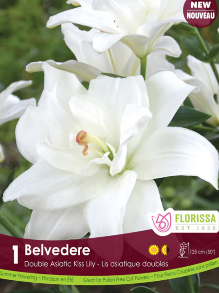 Florissa Lily Kiss Belvedere