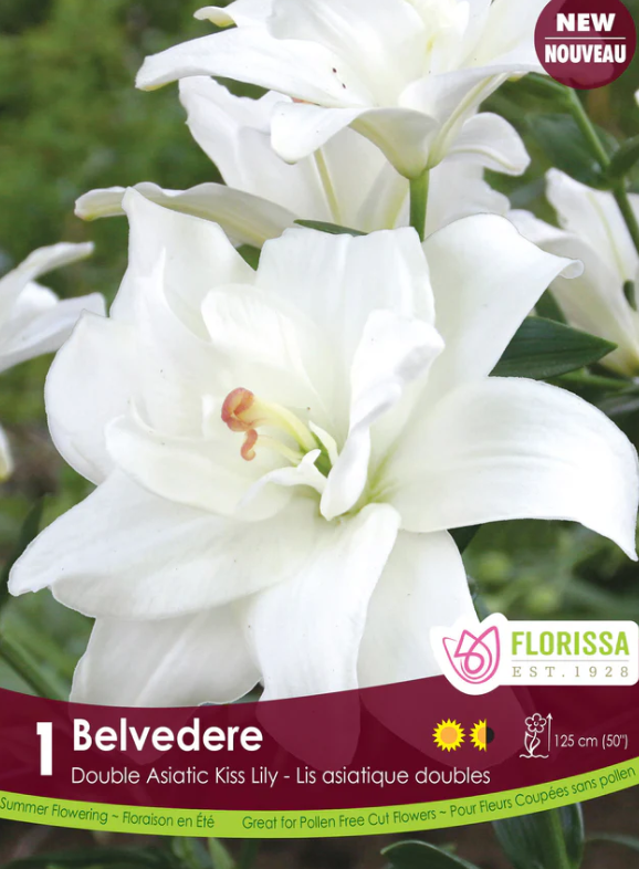 Florissa Lily Kiss Belvedere