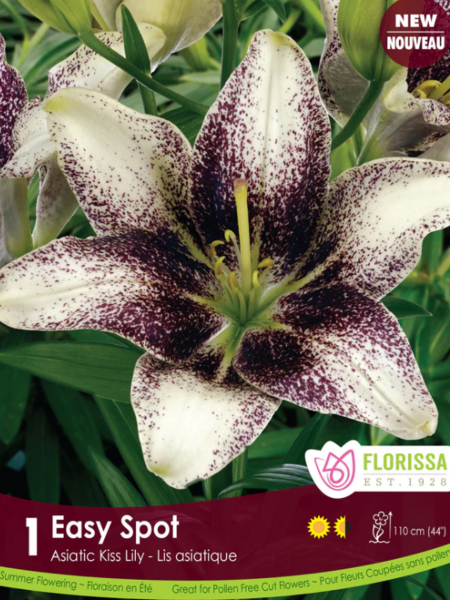 Florissa Lily Kiss Easy Spot