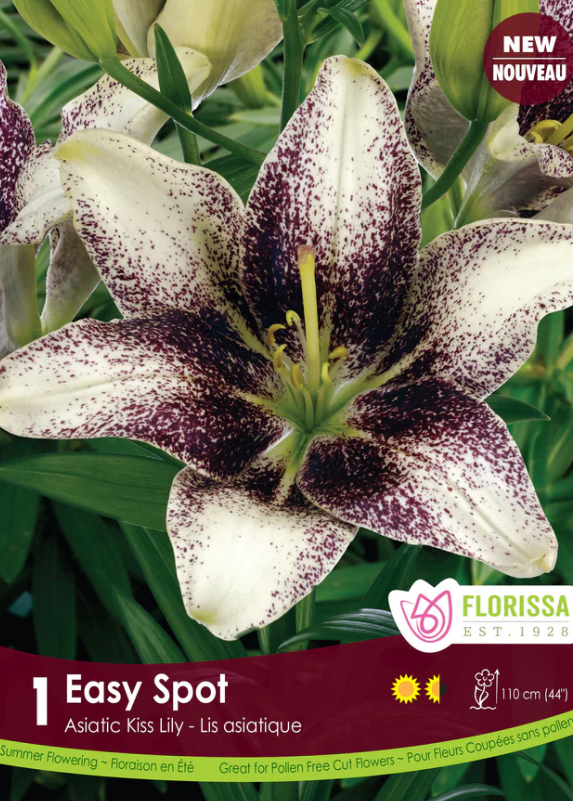 Florissa Lily Kiss Easy Spot