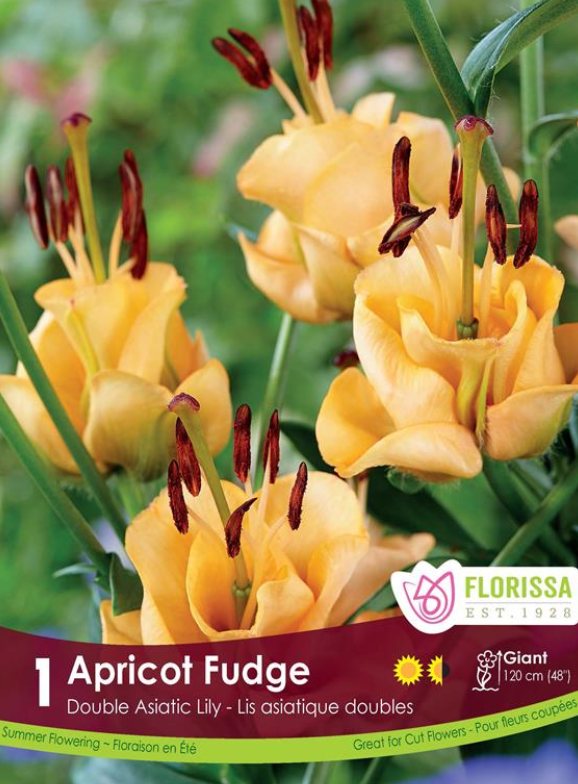 Florissa Lily Novelty Apricot Fudge