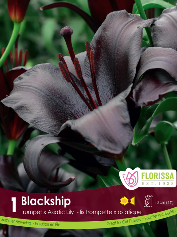 Florissa Lily Novelty Blackship