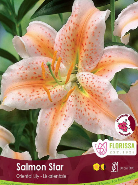 Lily Oriental Salmon Stargazer Package