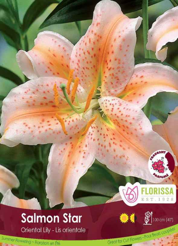 Lily Oriental Salmon Stargazer Package