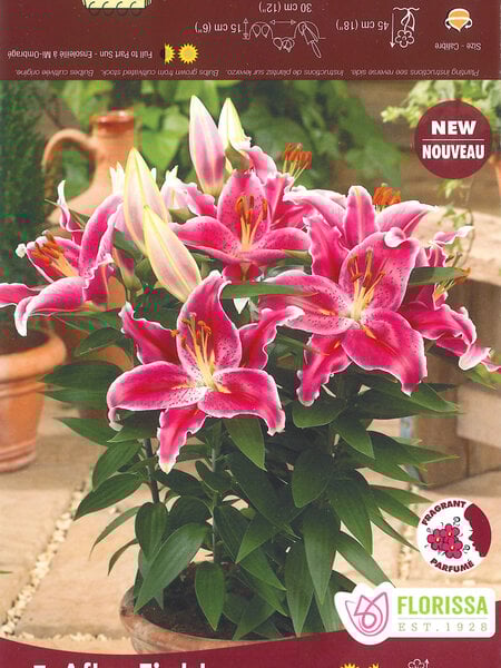 Lily Oriental After Eight Package