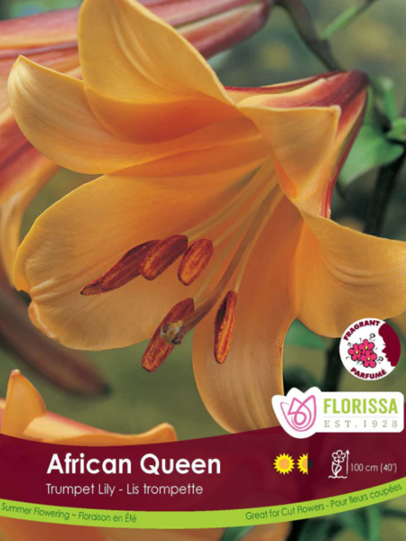Florissa Lily Trumpet African Queen
