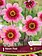 Florissa Dahlia Mignon Neon Flair