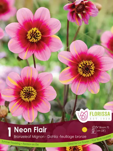 Florissa Dahlia Mignon Neon Flair