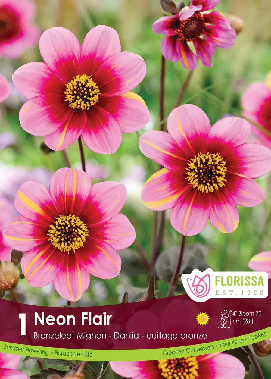 Florissa Dahlia Mignon Neon Flair
