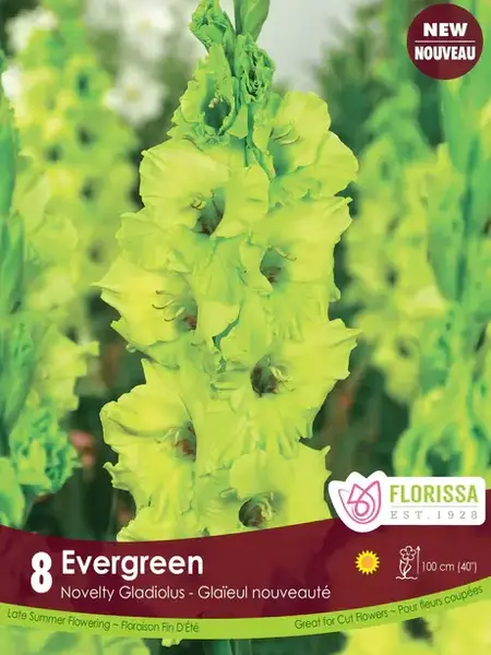 Florissa Gladiolus Dutch Evergreen