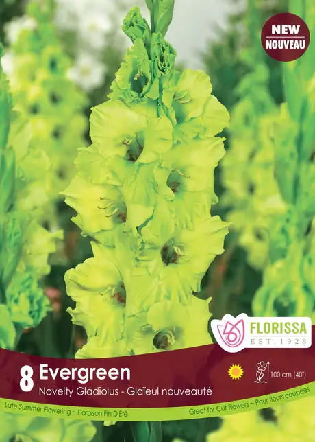Florissa Gladiolus Dutch Evergreen