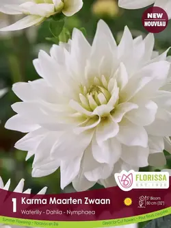 Florissa Dahlia Waterlily Karma Maarten Zwaan