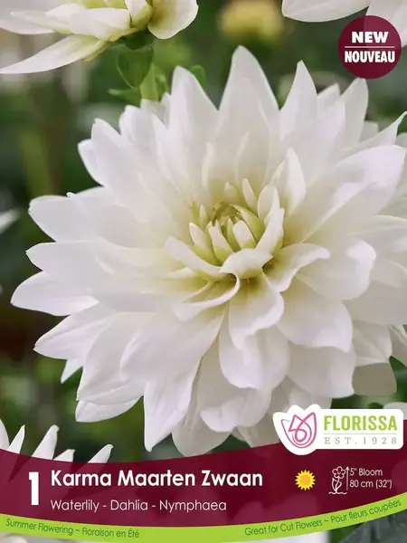 Florissa Dahlia Waterlily Karma Maarten Zwaan