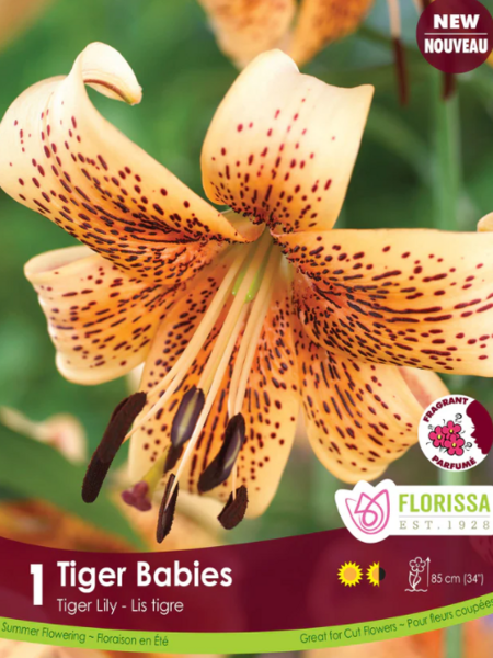 Florissa Lily Tiger Tiger Babies