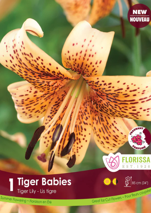 Florissa Lily Tiger Tiger Babies