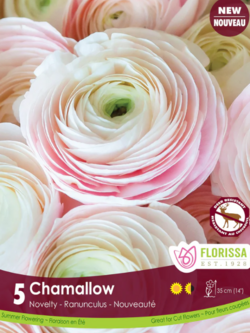 Ranunculus Chamallow