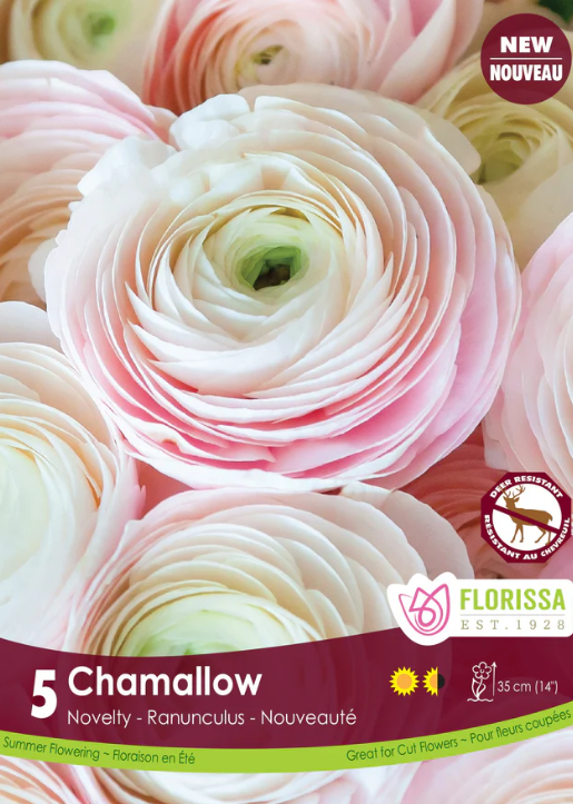 Ranunculus Chamallow