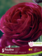Florissa Ranuncules Pauline