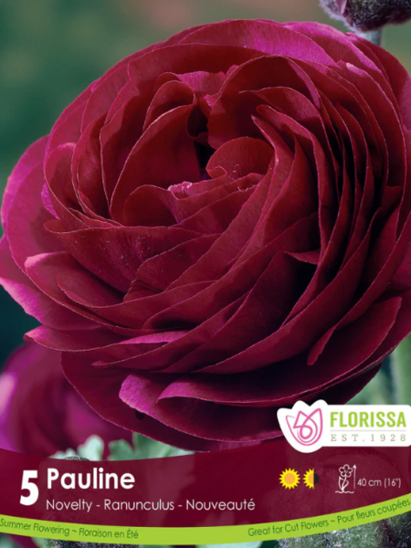 Florissa Ranuncules Pauline