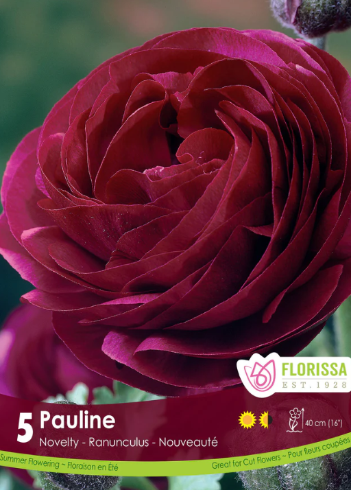 Florissa Ranuncules Pauline