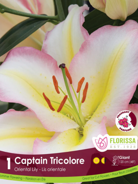 Lily Oriental Captain Tricolore Package