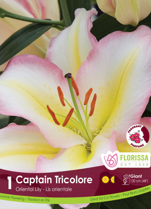 Lily Oriental Captain Tricolore Package