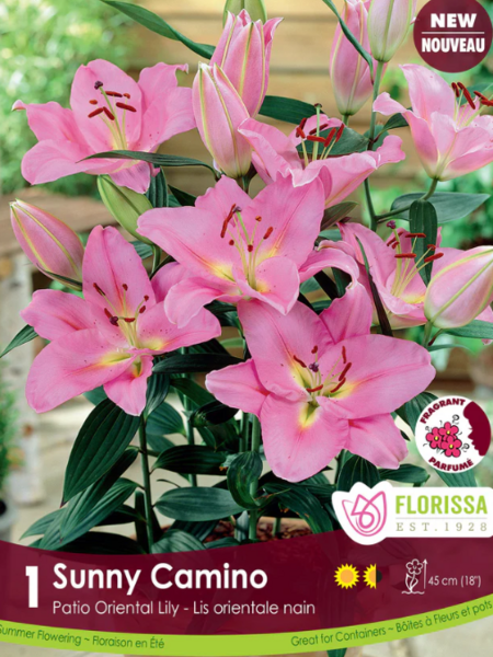 Lily Oriental After Sunny Camino