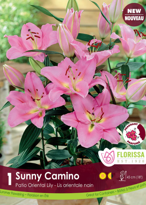 Lily Oriental After Sunny Camino
