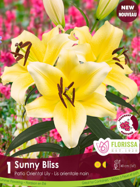 Florissa Lily Oriental Pot Sunny Bliss