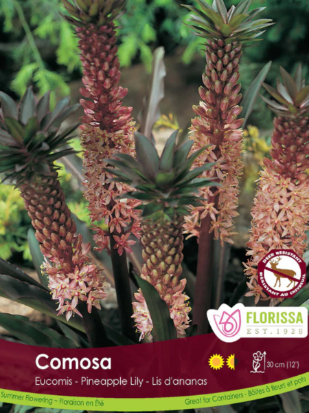 Florissa Eucomis Pink Bulbs