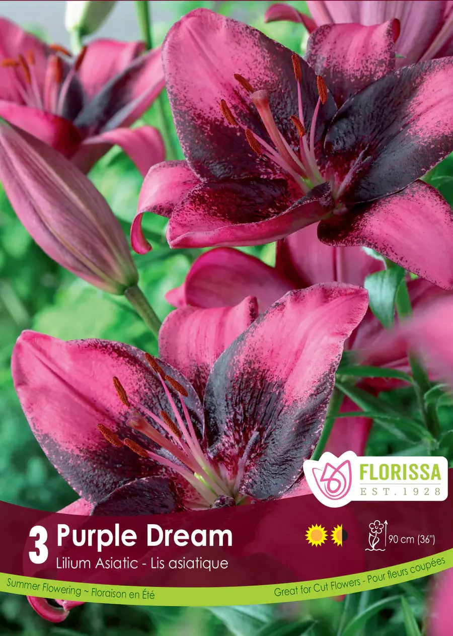 Lily Asiatic Purple Dream Package