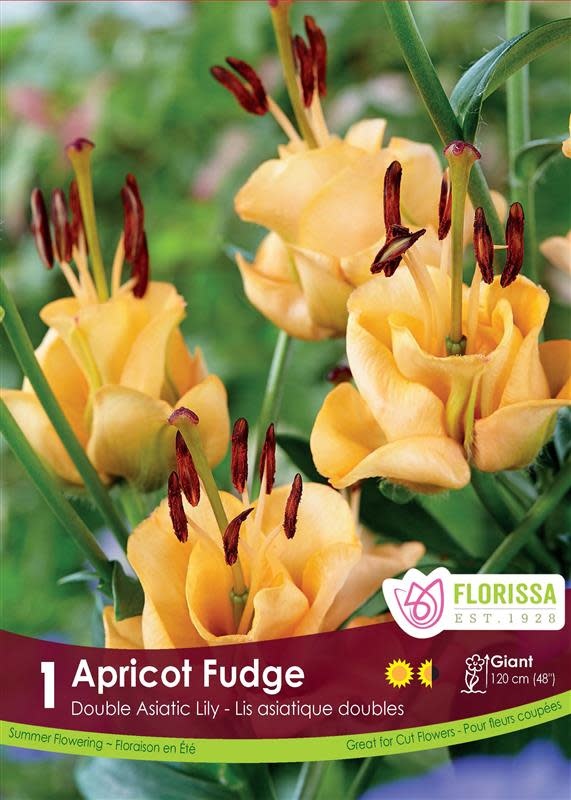 Florissa Lily Novelty Apricot Fudge