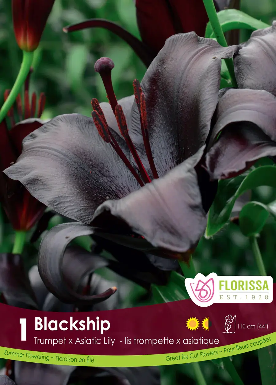 Florissa Lily Novelty Blackship