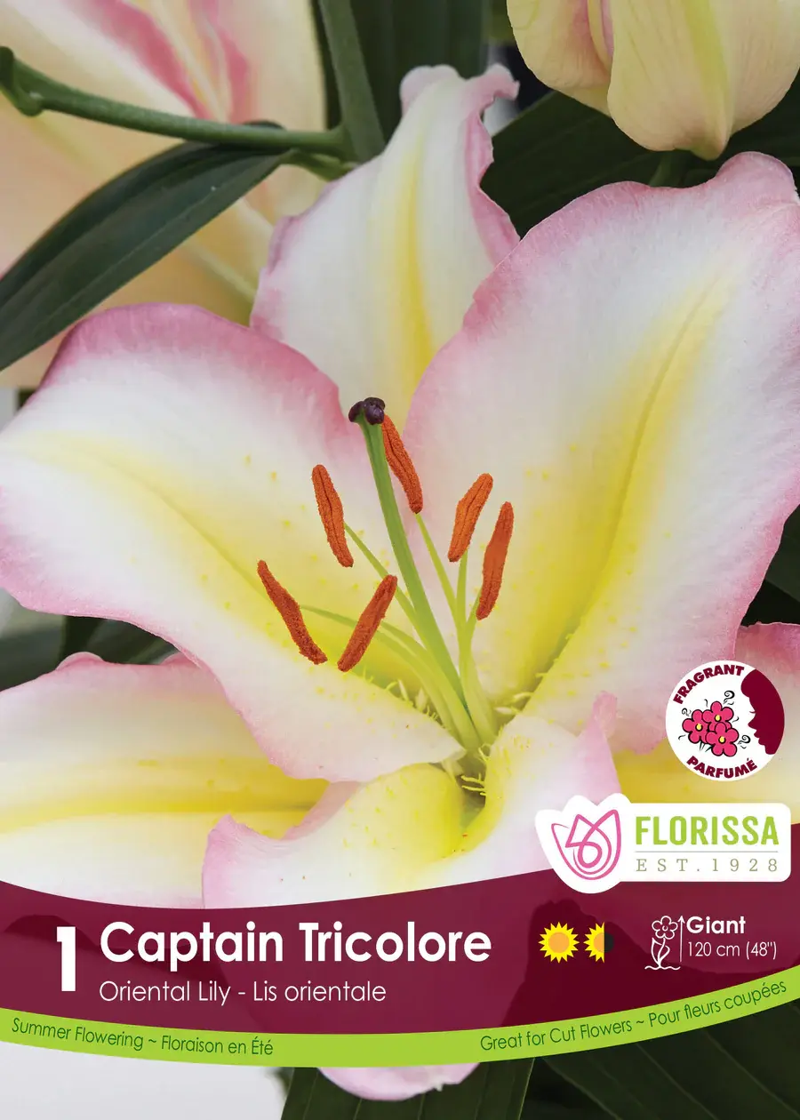 Lily Oriental Captain Tricolore Package