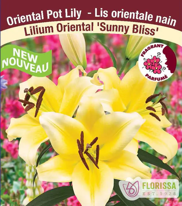 Florissa Lily Oriental Pot Sunny Bliss
